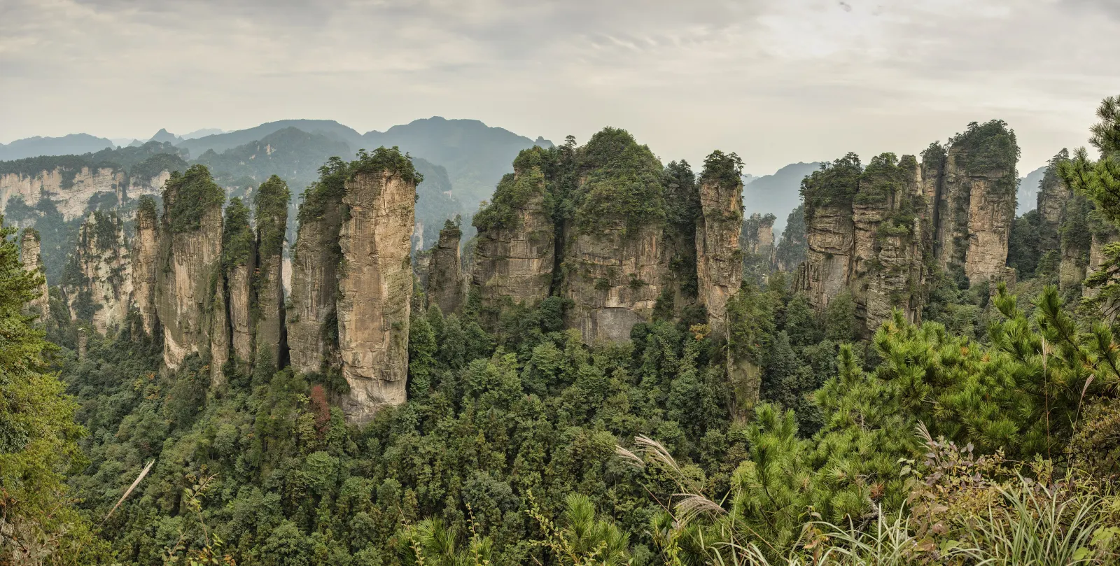 Die Sandsteinsäulen von Wulingyuan in Zhangjiajie, Hunan, die aus Wald und Nebel aufragen.